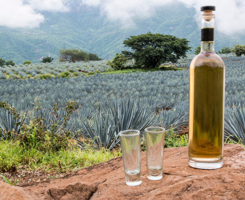Mezinárodní den tequily: oslava mexické legendy